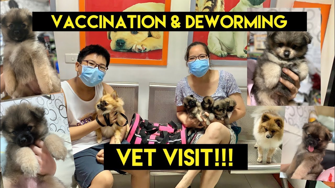 Vaccination & Deworming Schedule Vet Visit A day with our puppies YouTube