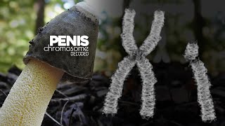 PENIS CHROMOSOME DECODED