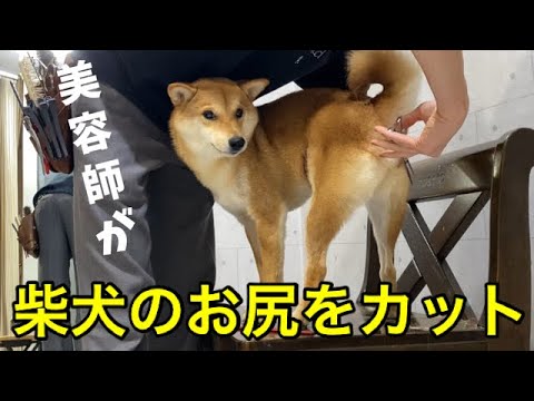 美容師が柴犬のお尻カットに初挑戦してみた結果 Youtube