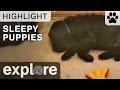 Sleepy Puppies Sleeping - Warrior Canine Connection - Live Cam Highlight