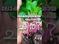 ചീരയിൽ സുന്ദരി | ഏത് കഴിക്കാത്തവരും കഴിക്കുന്ന ചീര #tips #plants #farming #gardening #garden #krishi