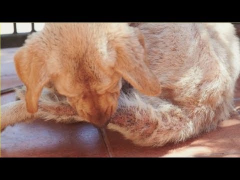 Vidéo: Pourquoi mon chien continue-t-il à se lécher le pied?