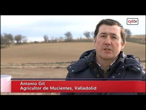 Video: Ramularia De Remolacha