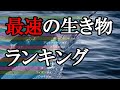 速い生き物ランキング