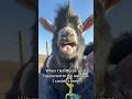 IT’S A JOKE! Don’t tell Monte though 🤫 #goats #babygoats #funnyanimals #farm #pets #cuteanimals