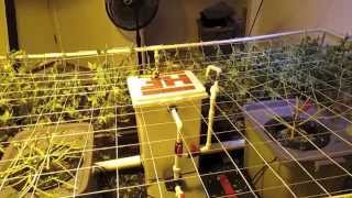 Herbin Farmer - Amnesia Harvest