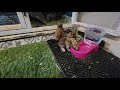 Baby bunnies love thier new water bowl!