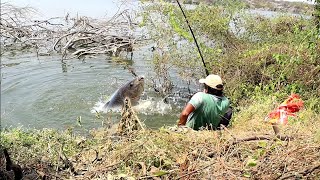 Very Big Rohu fish catch| Amazing fish hunting in river |6 no single hook