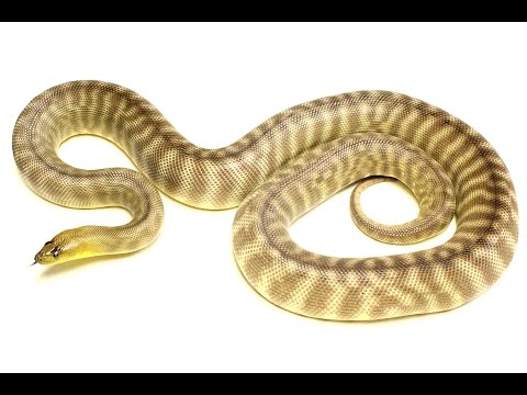Woma Pythons!