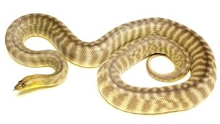 Woma Pythons! Wealth