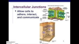 Cells and Cell Organelles Part 3