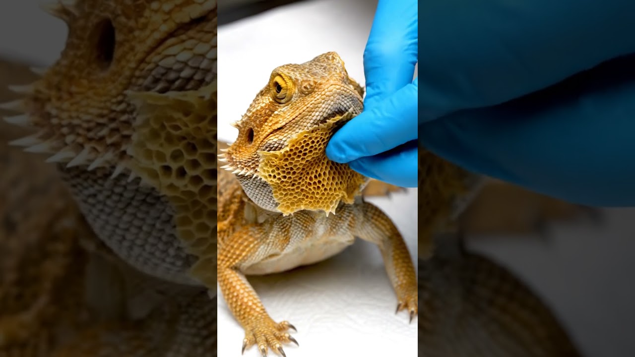 Bearded Dragon Shed ASMR: The ULTIMATE Peel! 😱🔊
