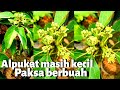 Cara memaksa alpukat masih kecil agar cepat berbuah #dirumahsaja