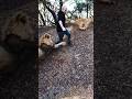 Lion Business | Lion Attack #shorts #lion #trending #viral #cute #lionman