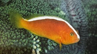 Peces Payaso Zorrillo Hermosos Y Peligrosos