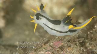 40 Nudibranchs and Flatworms