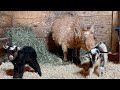 Goat Kids First Minutes of Life!