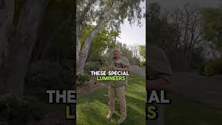 Entrance Big Tree Lighting Ideas | Transform Your Front Yard with Landscape Lighting