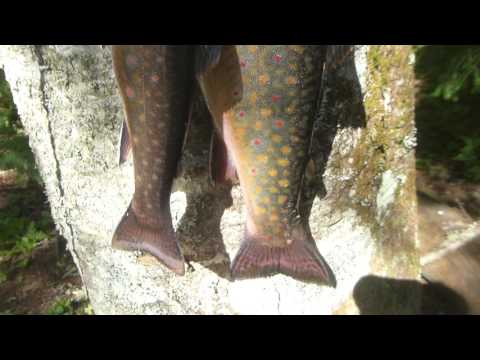 CLUB-MONADIRE.GE - კალმახები ბანაკში  (Québec, Canada).