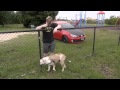Doggy Day Care with Houndog Doggy Day Care with Houndog