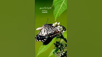 ما تيسر من سورة لقمان القارئ إسلام صبحي #اكسبلور #القرآن الكريم #لايك #ترند #quran #قرآن #rasulullah