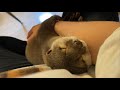 カワウソさくら 寝言と寝息を言いながら寝ぼけて抱きしめてくるカワウソ otter hugging me when I'm asleep