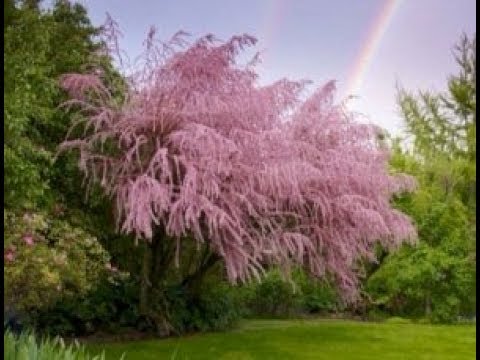 Vídeo: Tamarix - Uma Nuvem Rosa Deliciosa