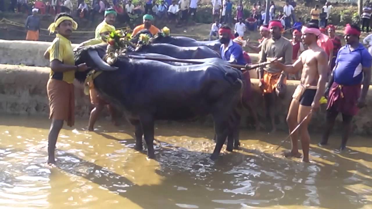 Aikala kambala 2015