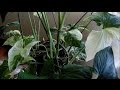 Albo Variegatum - Plantas con hojas manchadas