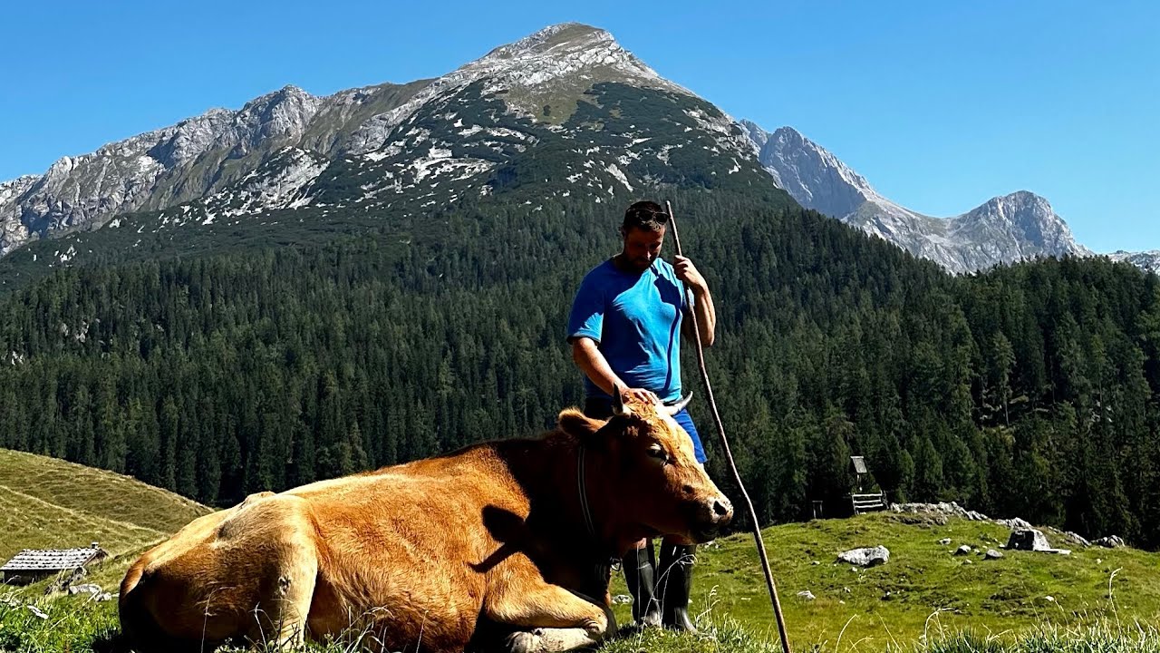 Ein Leben auf der Alm Zwischen Idylle und Realität.  A life on the alpine pasture