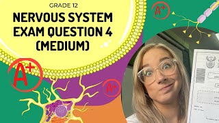 Nervous System Exam Q4 (MEDIUM) | GET AN A+ IN EXAMS
