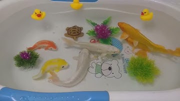 Động Vật Dễ Thương,Âm Thanh Động Vật,Cá Mập,Cá Heo,Cá Chép,Cá Koi,Cá Đuối,Bọ Ngựa,Chuồn Chuồn,Animas