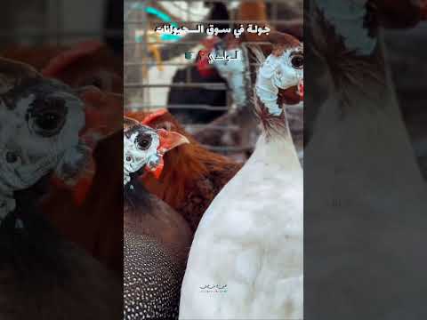 جولة في سوق الوادي للحيوانات