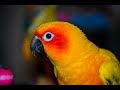 Sun Conures 101