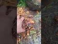 harvest turmeric #gardening #harvesting #farming