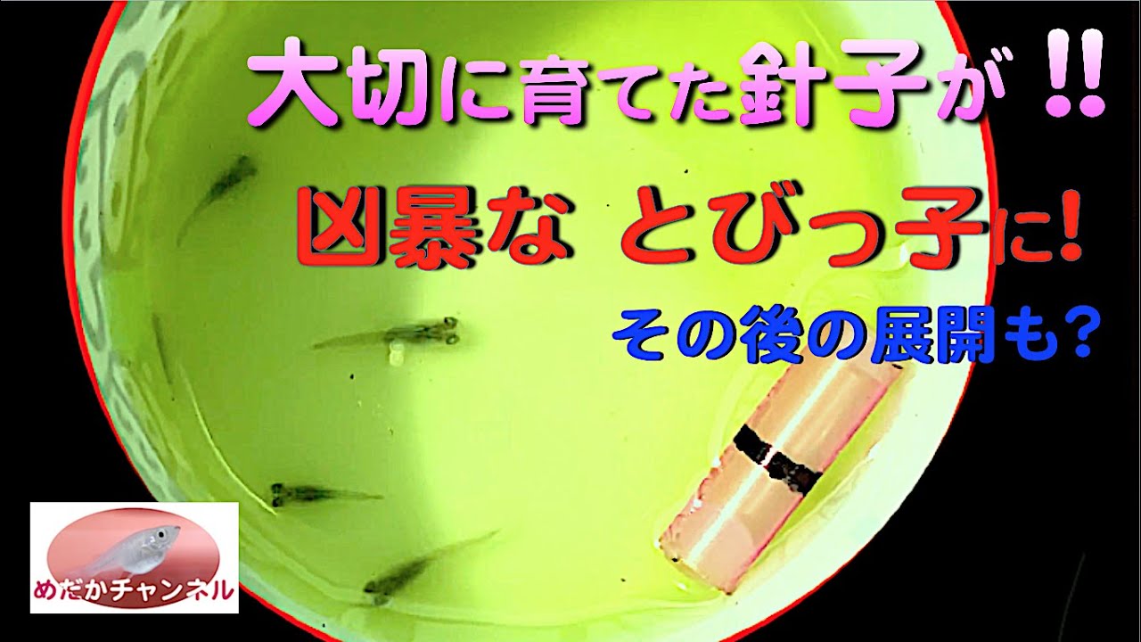 採卵して孵化したメダカの針子を稚魚水槽への移し方 とびっ子も他に移すと心配が起きました Youtube
