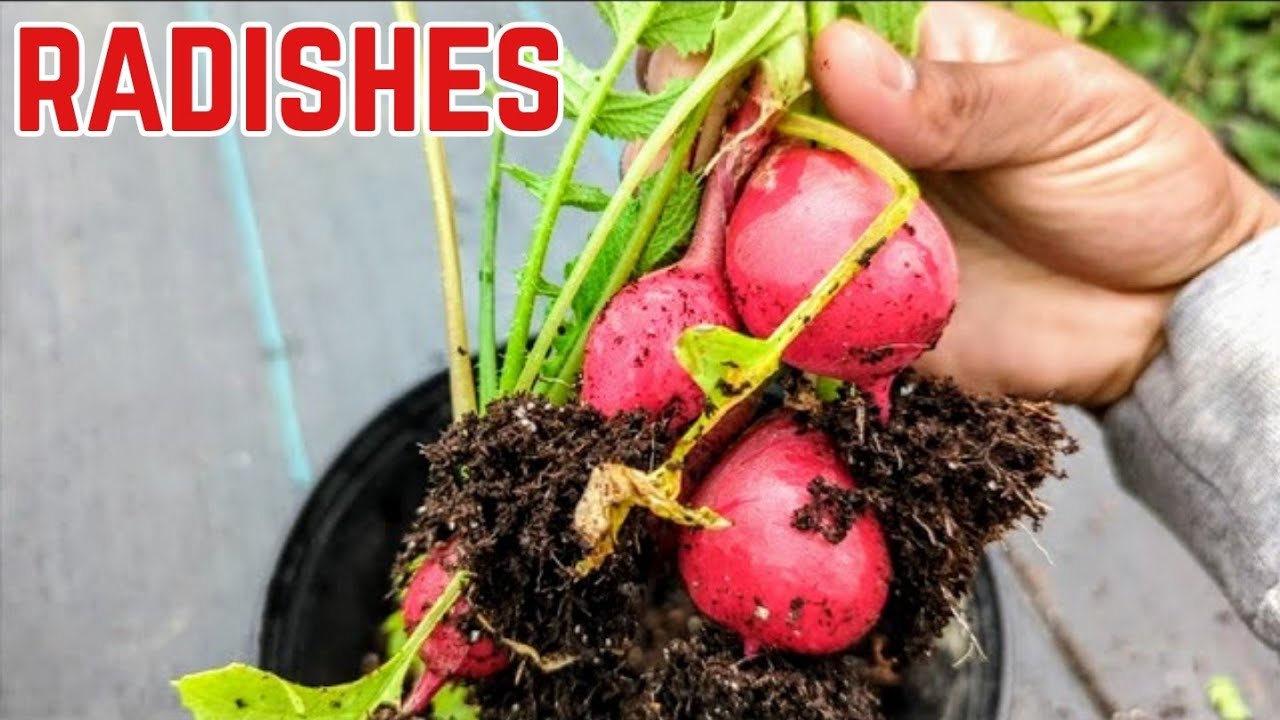 Radishes Quick harvesting Tips growing in containers YouTube