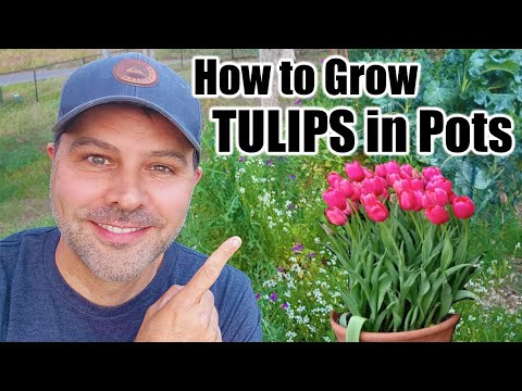 Video: Tulips: planting and care rules