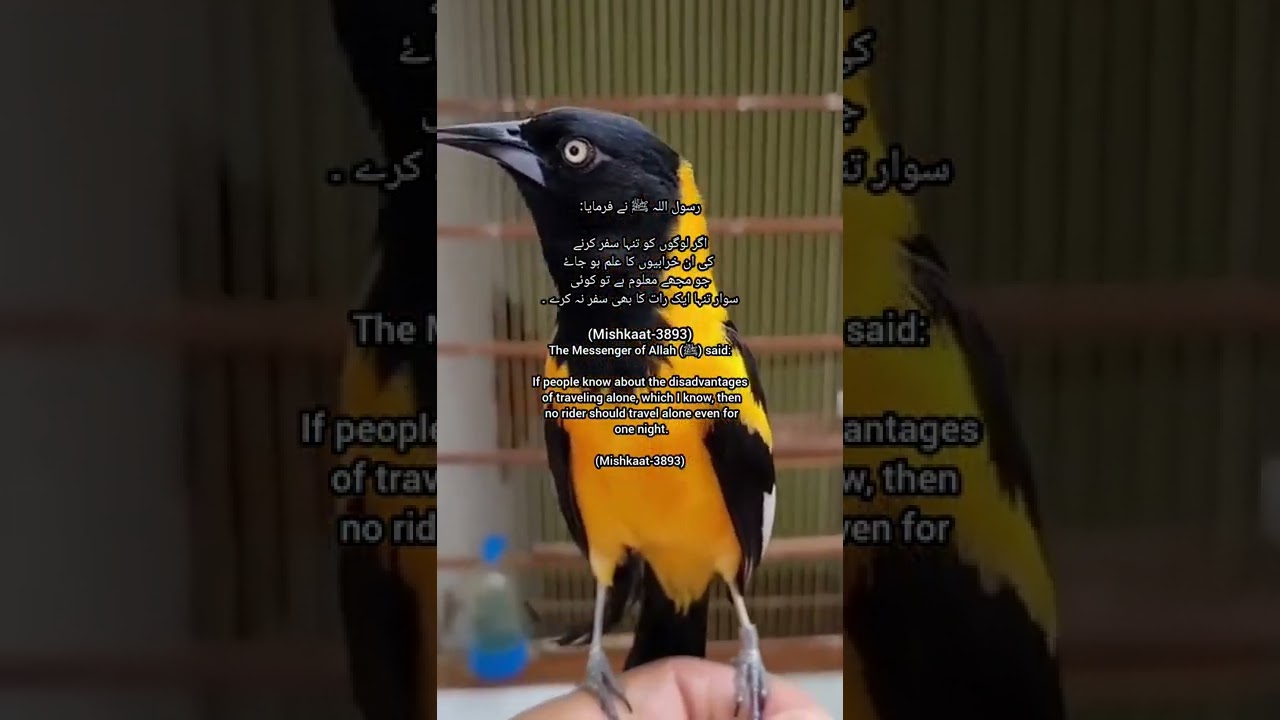 hadith | hadees e kisa ki fazilat |hadith of the day | status Islamic poetry | hadees mubarak status