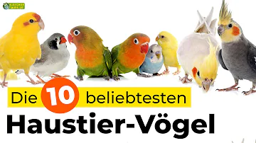 Welche exotischen Vögel gibt es?