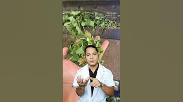 Ớn lạnh trước tác dụng thần kỳ của CÂY KÉ HOA ĐÀO chữa Ụ giáp.#nguyenvancuong #vuatrinam #nam #nám