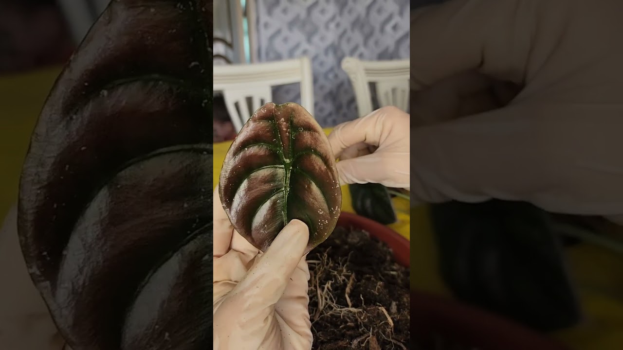 N⁰-399. АЛАКАЗИЯ ГУЛИНИ  ПАРВАРИШИ ВА КУПАЙТИРИЛИШИ🥰🤩🥰