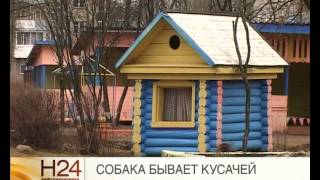 Рыбинске участились случаи нападения бездомных собак на людей Рыбинске участились случаи нападения бездомных собак на людей