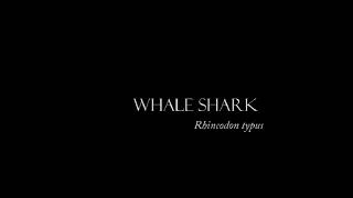 Maldives Whale shark( Research program)