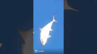 Kahala Was Eating All The Chum Before Reaching Bottom, So He Became Dinner