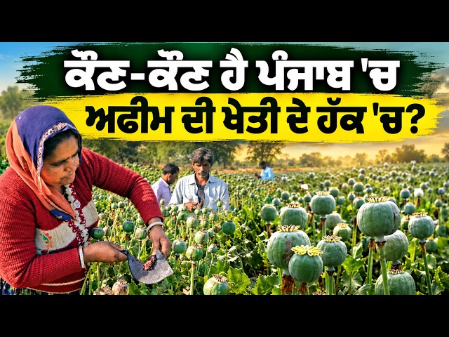 ਕੌਣ-ਕੌਣ ਹੈ ਪੰਜਾਬ 'ਚ ਅਫਿਮ ਦੀ ਖੇਤੀ ਦੇ ਹੱਕ ਚ?, ਅਫ਼ੀਮ ਖਾਣ ਨਾਲ ਹੁੰਦਾ ਹੈ ਸ਼ਰੀਰ ਨੂੰ ਕੋਈ ਨੁਕਸਾਨ ਜਾ ਨਹੀ ?