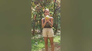 Opening Cacao Pod Video