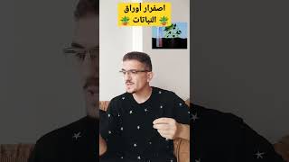 اضافة حمض الليمون للنبات 🙂🪴🤦🏻‍♂️