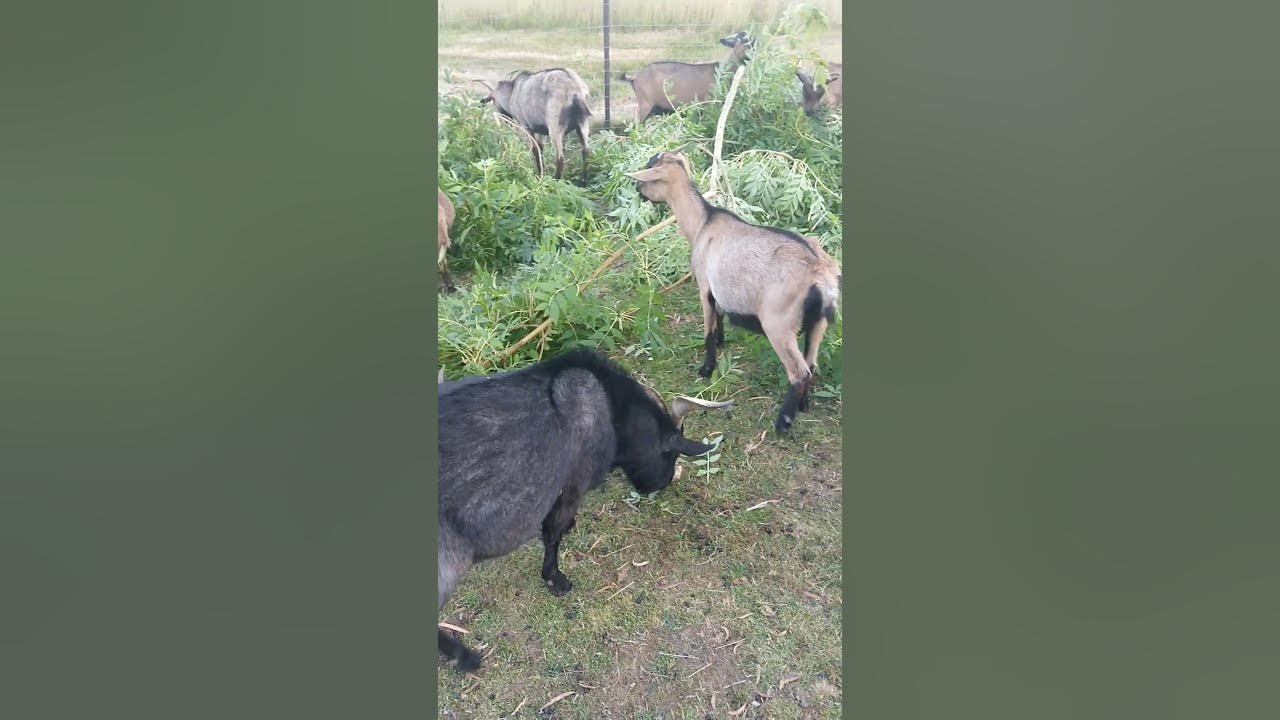 Mini goats eating Ash tree YouTube