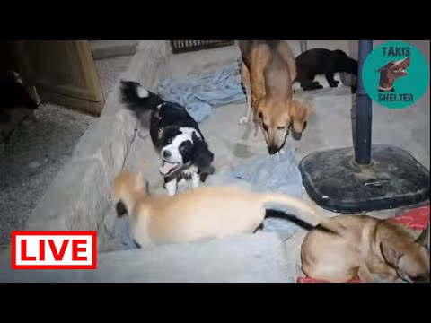 dog saved by dolphin Alma is playing with Louise - Takis Shelter